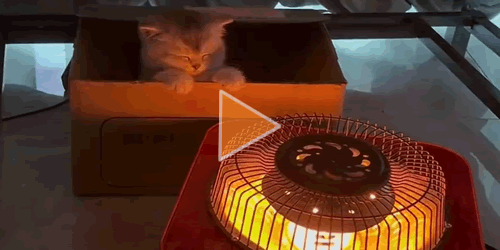 爱烤火的小猫咪